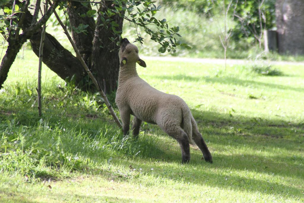 Denderi Villa Rubene Camera foto